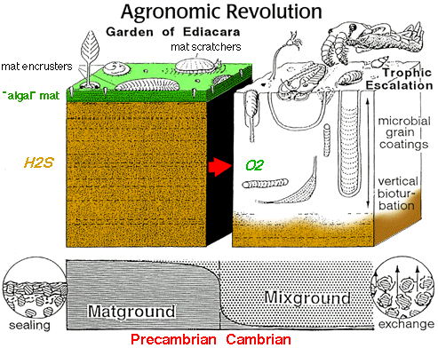 AGRONOMIC