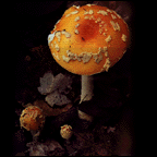 A Mushroom