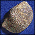 Brachiopod