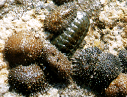 CHITON