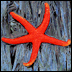 A Starfish