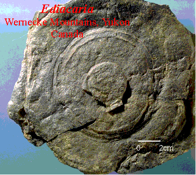 Ediacaria