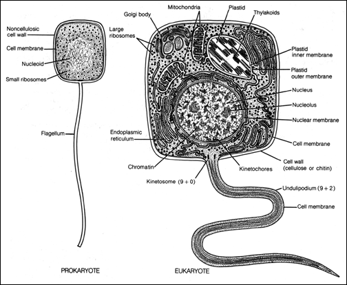 Prokaryote vs eucaryote