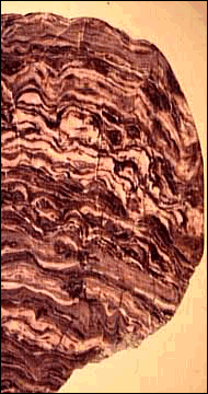 STROMATOLITE