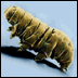 A Tardigrade