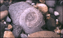 Large ammonite weathering on the beach, west of the Cobb, Lyme Regis.