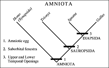 amniote relationships