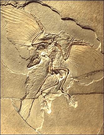 Berlin specimen of Archeopteryx