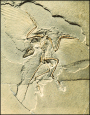 Berlin Archaeopteryx