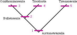 Arctometarsalia Cladogram