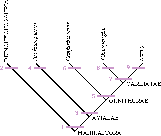 Cladogram of the Availae