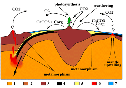 Carbon Cycle