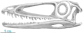 Skull of Coelophysis