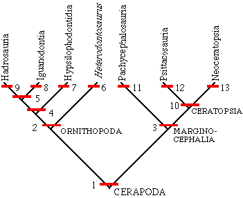 Cerapoda cladogram