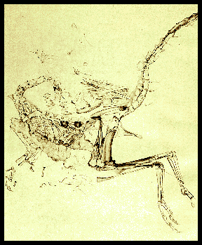 Lithograph of Compsognathus