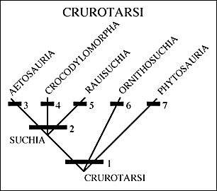 Crurotarsi cladogram