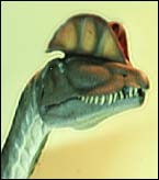 Head of Dilophosaurus