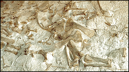 Bones of sauropods at Dinosaur National Monument, Vernal Utah