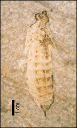 Dragonfly larvae
