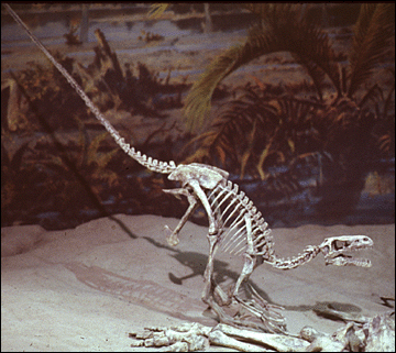 Dromeosaurus skeleton