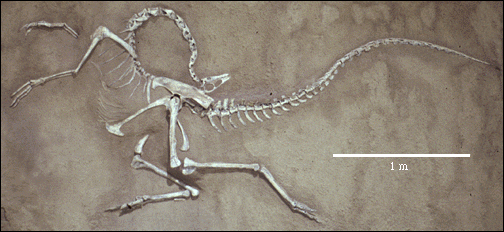 Struthiomimus skeleton
