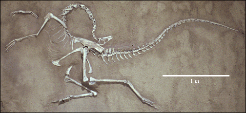 Gallimimus