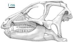 Heterodontosaurus Skull