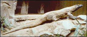 Female Komodo Dragon