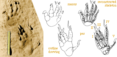 Komodo track reconstruction