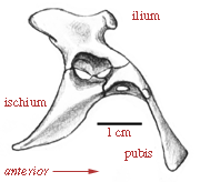 Pelvis of Lagosuchus