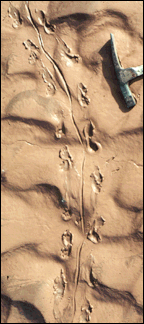 Lizard Track in Mud