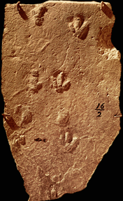 theropod track