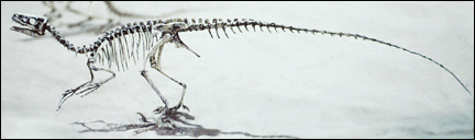 Ornitholestes photo