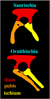 Saurischian and ornithischian pelves