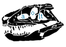 Skull of Postosuchus