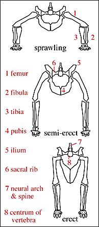 postures within the Archosauriformes