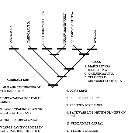 Cladogram Practice Worksheet Answers prntbl concejomunicipaldechinu