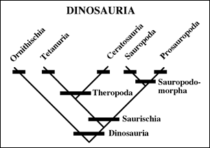 Prosauropod Cladogram