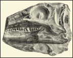 Skull of Scelidosaurus