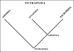 CLADOGRAM OF TETRAPODS