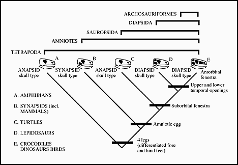 Cladogram Chordates