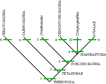 Theropod cladogram