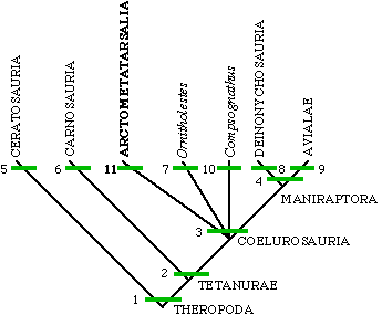 Theropod Cladogram