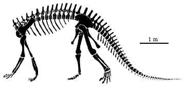 Reconstruction of the partial skeleton of Vulcanodon