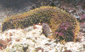 HOLOTHURIA