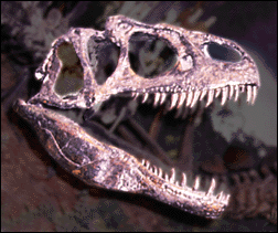 Skull of Allosaurus