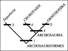 archosauriformes cladogram