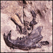Boreogomphodon