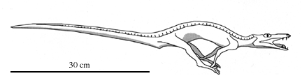 Running Erpetosuchus