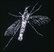 Fossil Fly